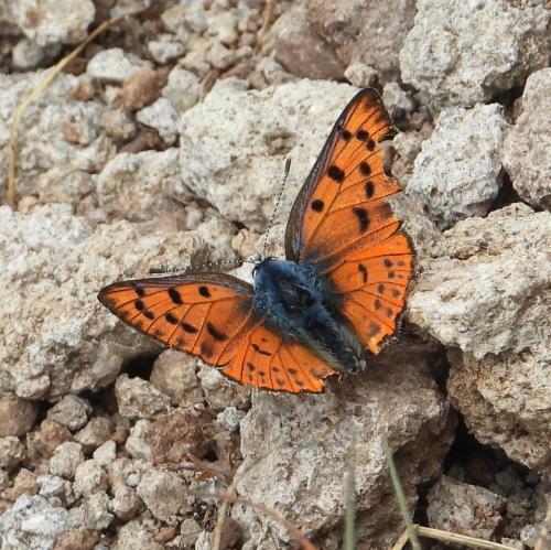 Réf. 308 791 : Lycaena alciphron